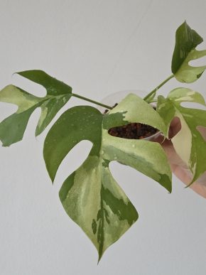 Rhaphidophora tetrasperma variegata monstera minima