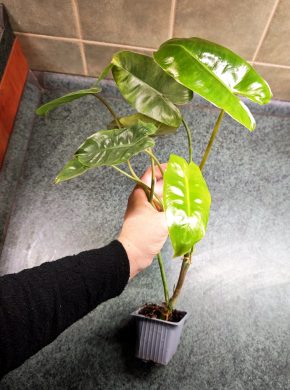 Philodendron 'Burle Marx'