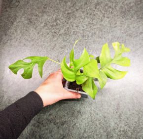 Monstera minima (Rhaphidophora tetrasperma)