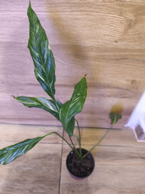 Spathiphyllum diamondts ( lopatkovec )