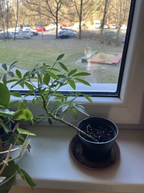 Schefflera “luseana”