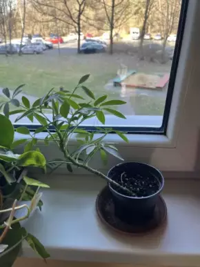 Schefflera “luseana”