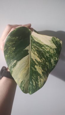 Monstera aurea