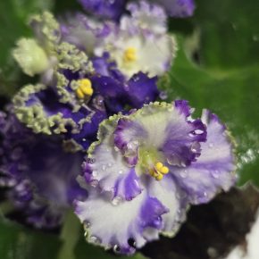 Fialka bílofialová "curly" trsík