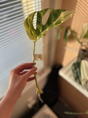 Monstera Aurea small form A