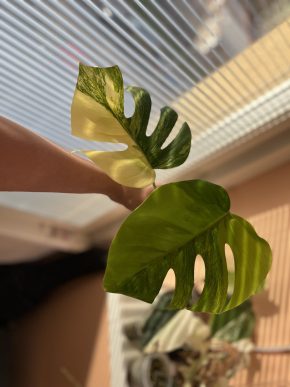 Monstera Aurea small form B