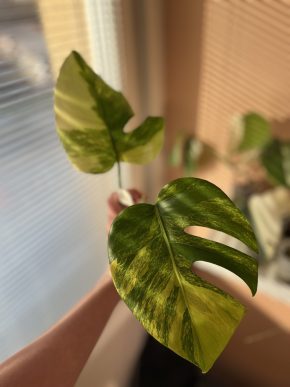Monstera Aurea small form C vrchol