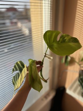 Monstera Aurea small form D vrchol