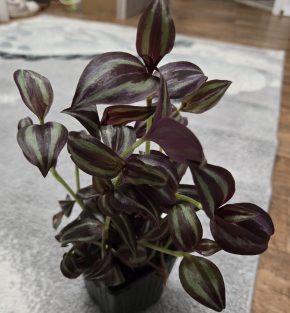 Tradescantia Zebrina Bosse