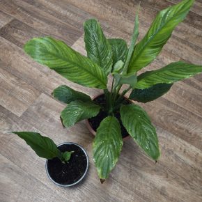 Spathiphyllum, sadička