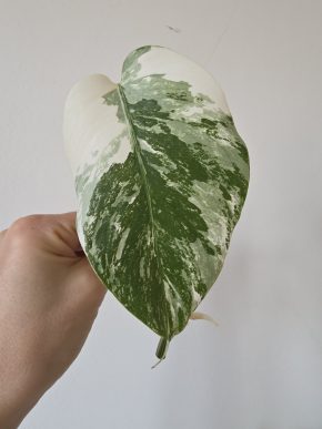 Monstera Deliciosa albo variegata