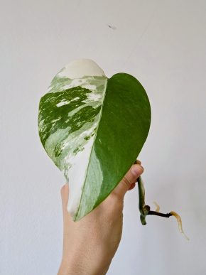 Monstera Deliciosa albo variegata