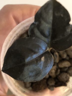 Zamioculcas Raven Black - baby rostlina