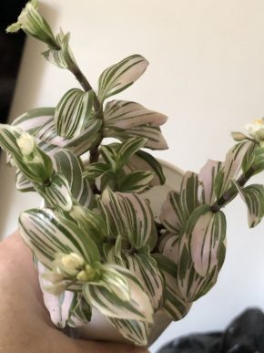 Tradescantia Nanouk - čerstvý řizek .