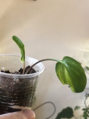 Drimiopsis variegata