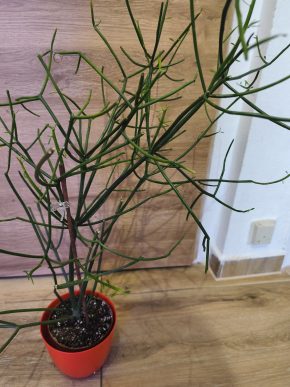 Euphorbia tirucalli - tužkový kaktus