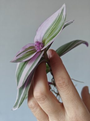 Zakořeněný řízek Tradescantia Nanouk / voděnka,poděnka