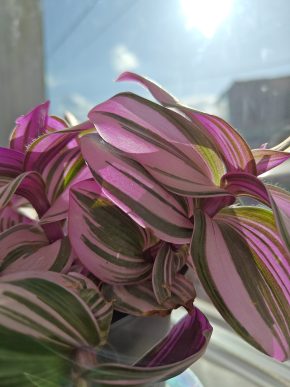 Zakořeněný řízek Tradescantia Nanouk / voděnka,poděnka