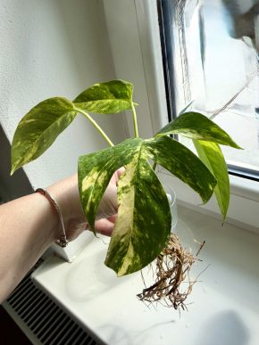 Epipremnum pinnatum cintho golden finger