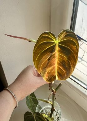 Philodendron melanochrysum variegata