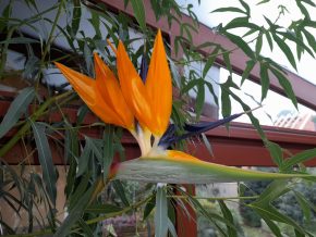 Vzrostlá strelitzia reginae