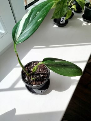 Monstera standleyana variegata