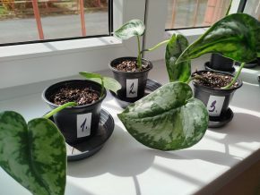 Scindapsus pictus exotica