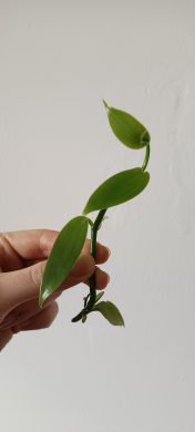 Vanilka (Vanilla planifolia) 3