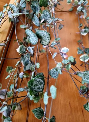 Svícník Ceropegia woodii řízek