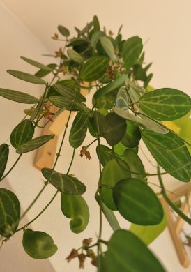 Dischidia ovata melon řízek