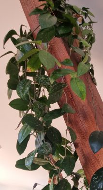 Hoya carnosa čerstvý řízek