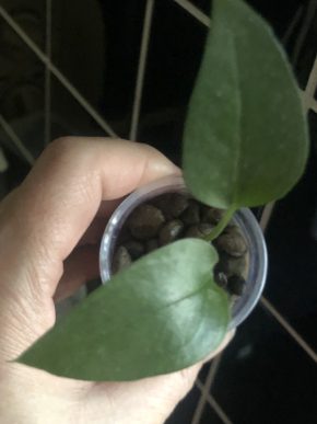 Epipremnum Skeleton - baby rostlina .