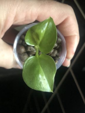 Epipremnum Global Green - baby rostlina .