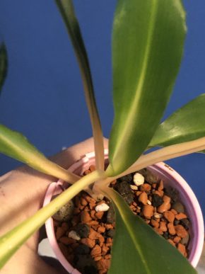 Chlorophytum Green Orange - rostlina .