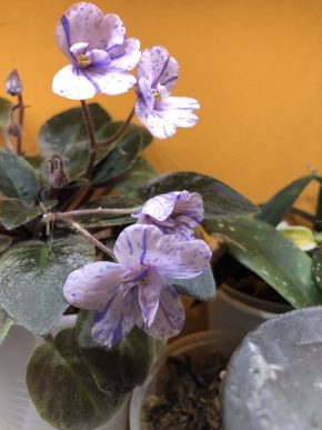 Fialka - list k zakořeněni .