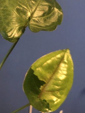 Syngonium Eslipse - rostlina .