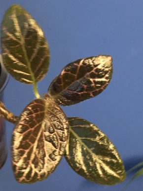 Episcia Country Briliance - čerstvý řizek .