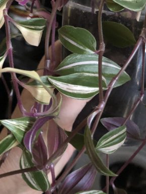 Tradescantia Albiflora Rainbow - čerstvý řizek .