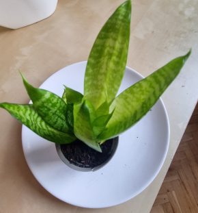 Sanseveria malá