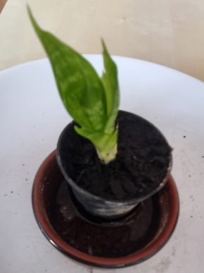 Sanseveria mini