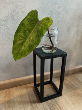 Philodendron painted lady