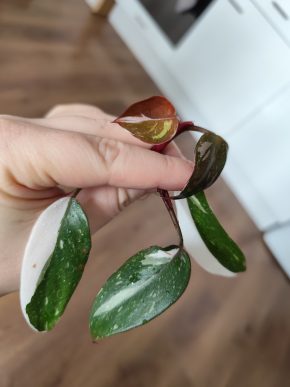 Philodendron red anderson