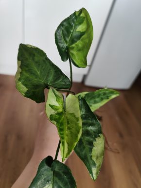 Syngonium three kings