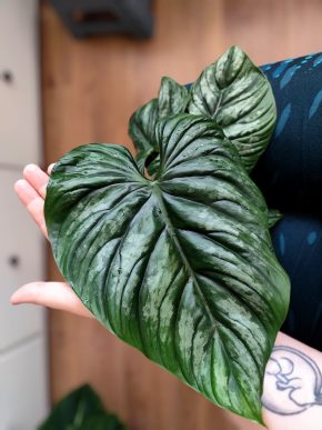 Philodendron plowmanii