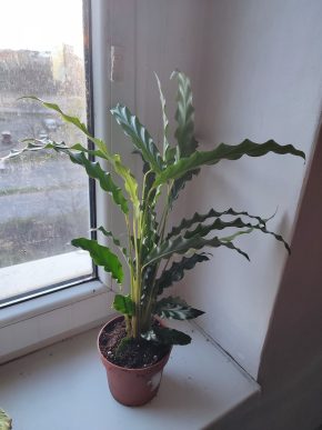 Calathea rufibarba #1