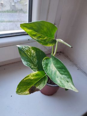 Šplhavnice / epipremnum / pothos marble queen #3