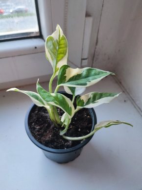 Šplhavnice / epipremnum / pothos N'joy #1