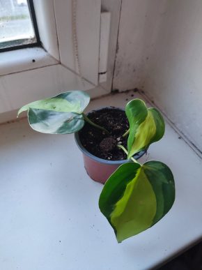 Philodendron Brasil #1