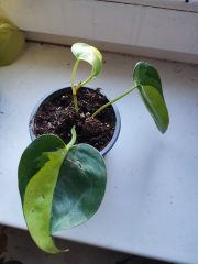 IMG_20260330_191428 (1).jpg