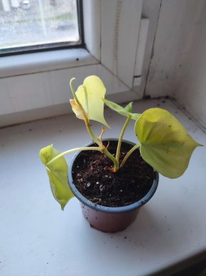Philodendron Lemon Lime #2
